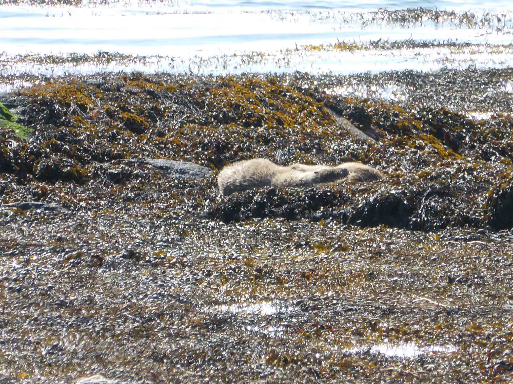 Loutre en déplacement sur l'estran